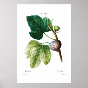 BOTANICAL "FIGS" REDOUTÉ POSTER