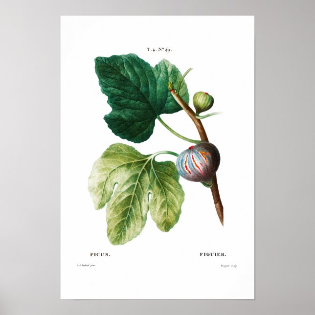 BOTANICAL "FIGS" REDOUTÉ POSTER (Front)