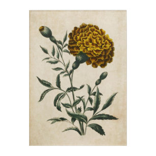 Botanical Floral African Marigold Acrylic Art
