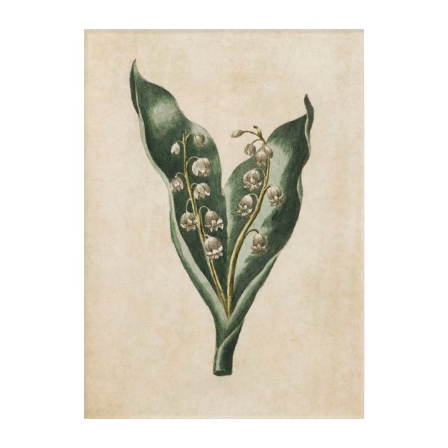 Botanical Floral Lily of the Valley Acrylic Art (Front)
