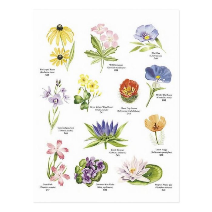 Botanical flower illustrations postcard