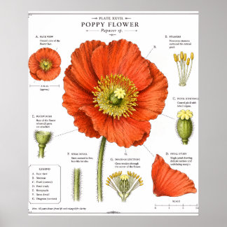 Botanical Flower Poster | Vintage Floral Art