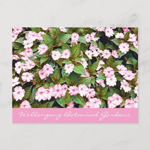 Botanical Gardens pink flowers NSW Postcard