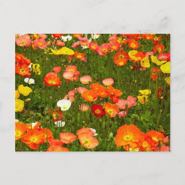 Botanical gardens postcard (Front)