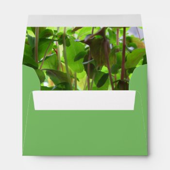 Botanical Green Seedlings Photo Custom Address Envelope by KreaturFlora at Zazzle
