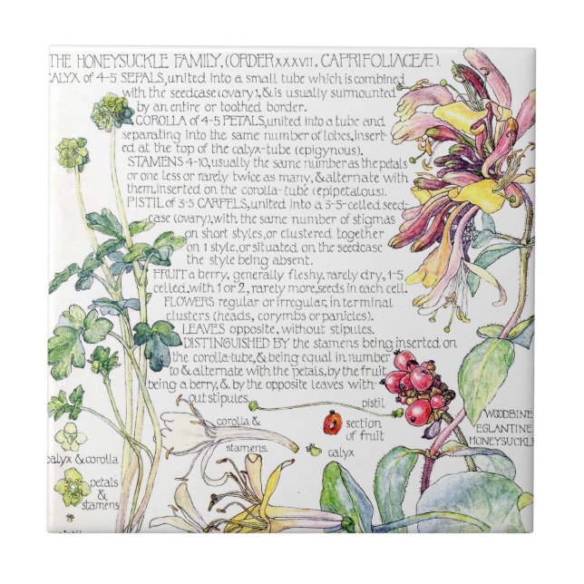Botanical Honeysuckle Wildflower Flowers Tile (Front)