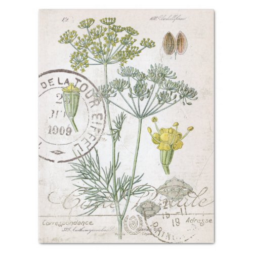 Botanical Illustration Dill French Postmark Craft  Tissue Paper