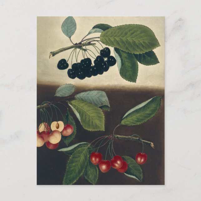 Botanical Illustration of Cherries Postcard (Front)