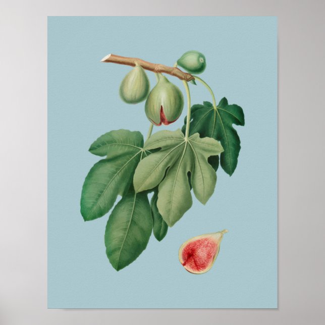 Botanical Illustration Poster (Front)