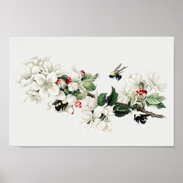Botanical Illustration Poster (Front)