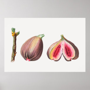 Botanical Illustration Poster