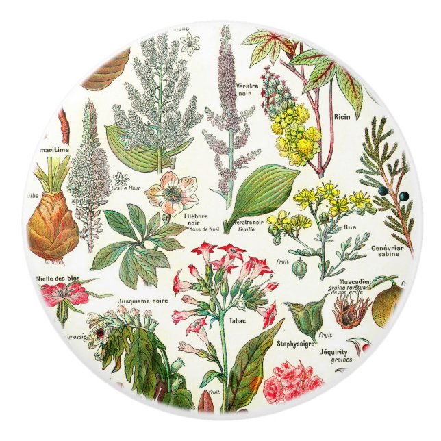 Botanical Illustrations Ceramic Knob (Front)