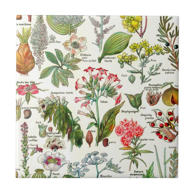 Botanical Illustrations  Ceramic Tile (Front)