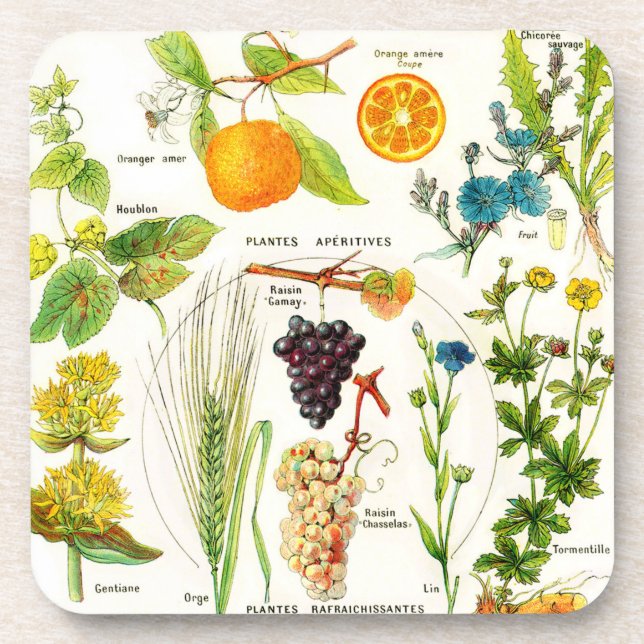 Botanical Illustrations - Larousse Plants Drink Coaster (Front)