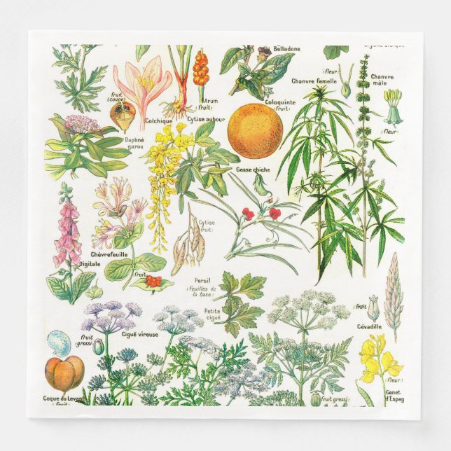 Botanical Illustrations Paper Dinner Napkins (Front)