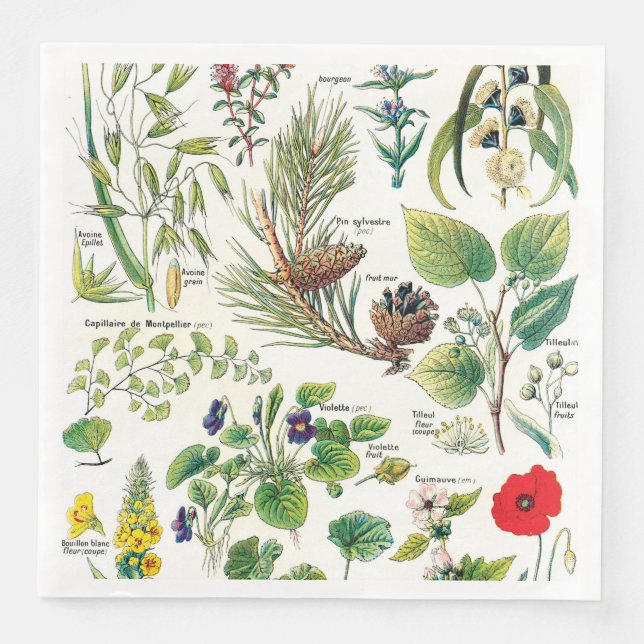 Botanical Illustrations Paper Dinner Napkins (Front)