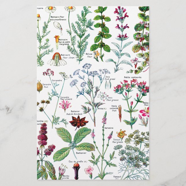 Botanical Illustrations Stationery (Front)