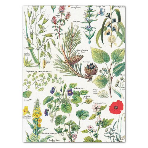 Botanical Illustrations Tissue Paper