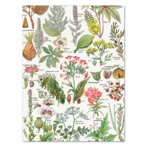 Botanical Illustrations Tissue Paper