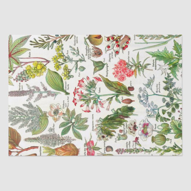 Botanical Illustrations Tissue Paper (Front)