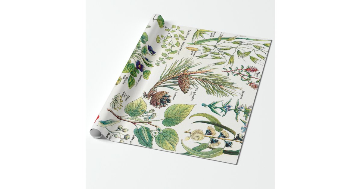Botanical Illustrations Wrapping Paper Zazzle