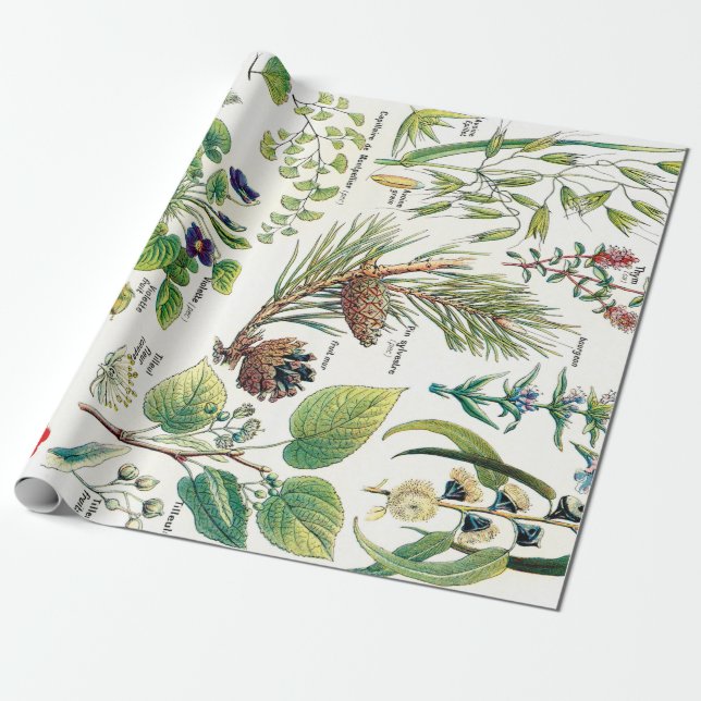 Botanical Illustrations Wrapping Paper (Unrolled)