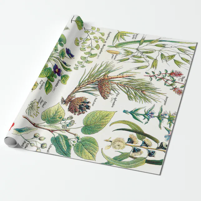 Botanical Illustrations Wrapping Paper Zazzle
