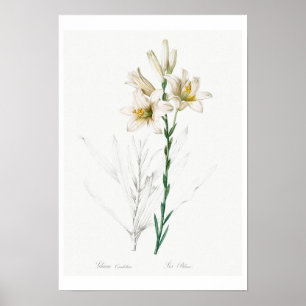 BOTANICAL "MADONNA LILY" REDOUTÉ POSTER