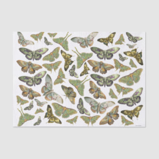 Botanical Moth Silhouette, Luna Moth Collection Tissue Paper