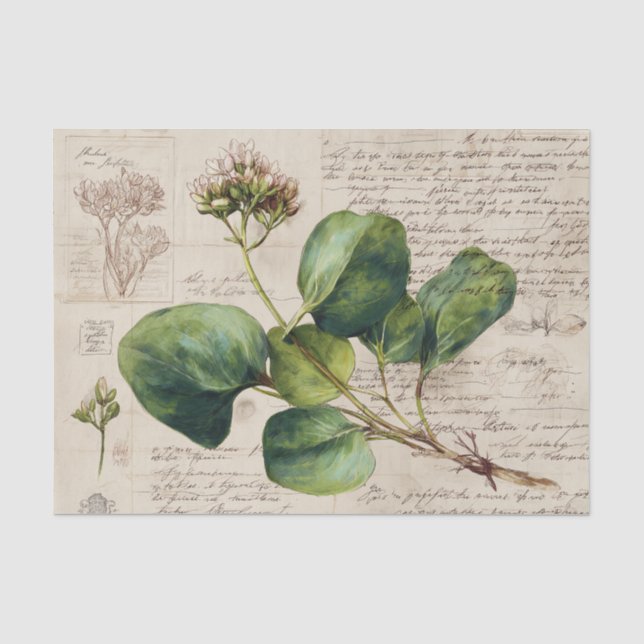 Botanical Nature Drawing Tissue Paper (Front)