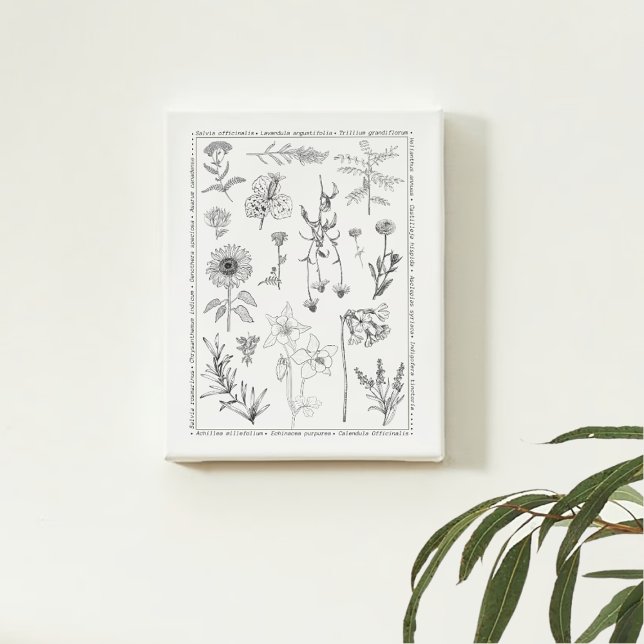 Botanical North American Wildflower Illustrations Faux Canvas Print (Creator Uploaded)