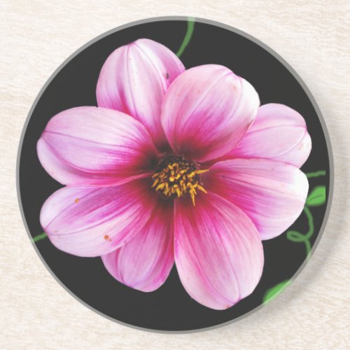 Botanical Pale Pink Dahlia Flower on any Color Coaster