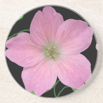 Botanical Pale Pink Geranium Flower On Any Color Drink Coaster by KreaturFlora at Zazzle