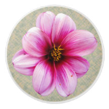 Botanical Pink Dahlia Flower on any Color