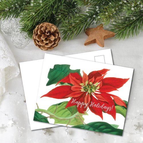 Botanical Poinsettia Flower Holiday Postcard