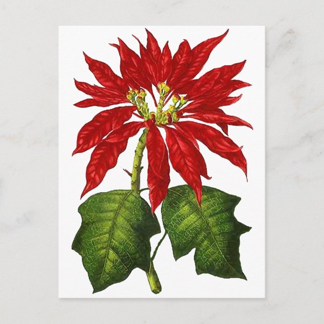 Botanical Poinsettia Postcard (Front)