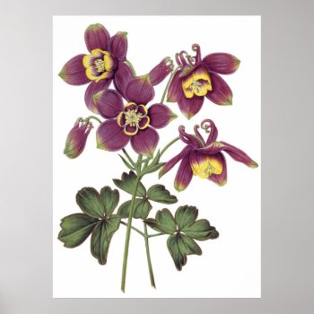 Botanical Premium Quality Print Of Columbines by botanical_prints at Zazzle