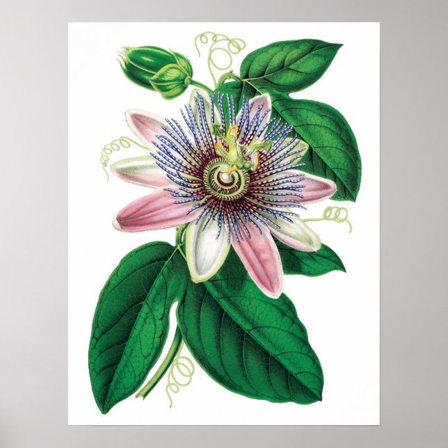 Botanical PREMIUM QUALITY print of passiflora (Front)
