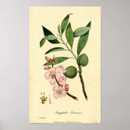 Botanical Print Almond amygdalus communis