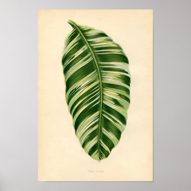 Botanical Print - Banana (musa vittata) (Front)