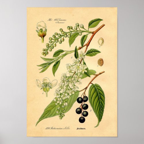 Botanical Print _ Bird Cherry Padus avium
