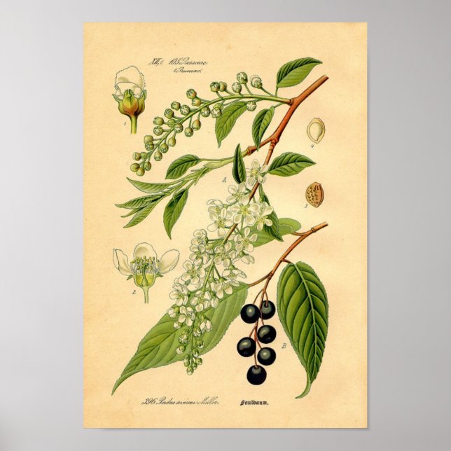 Botanical Print - Bird Cherry (Padus avium) (Front)