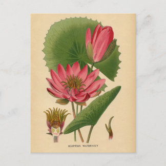 Botanical Print - Egyptian Water Lily Postcard