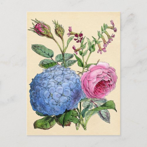 Botanical Print _ Hydrangea  Roses Postcard
