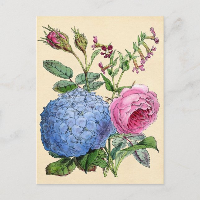 Botanical Print - Hydrangea & Roses Postcard (Front)