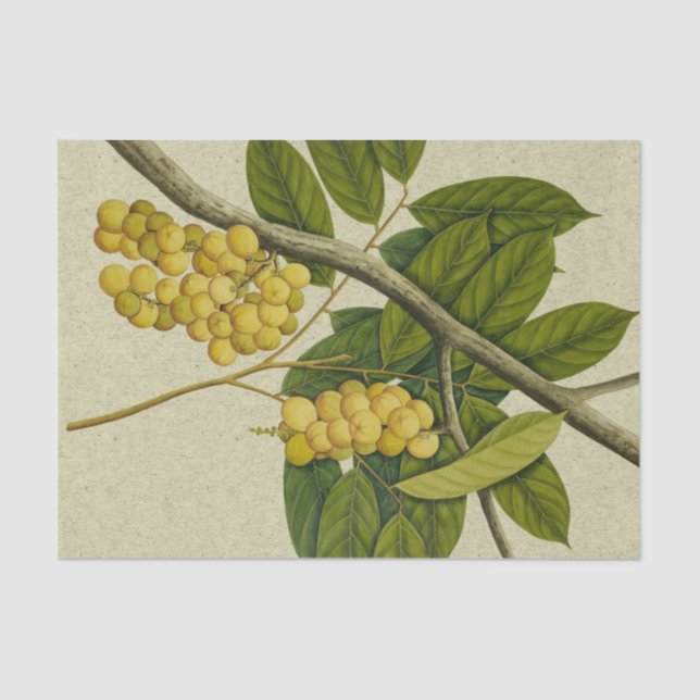 Botanical print Lanzones Tissue Paper (Front)