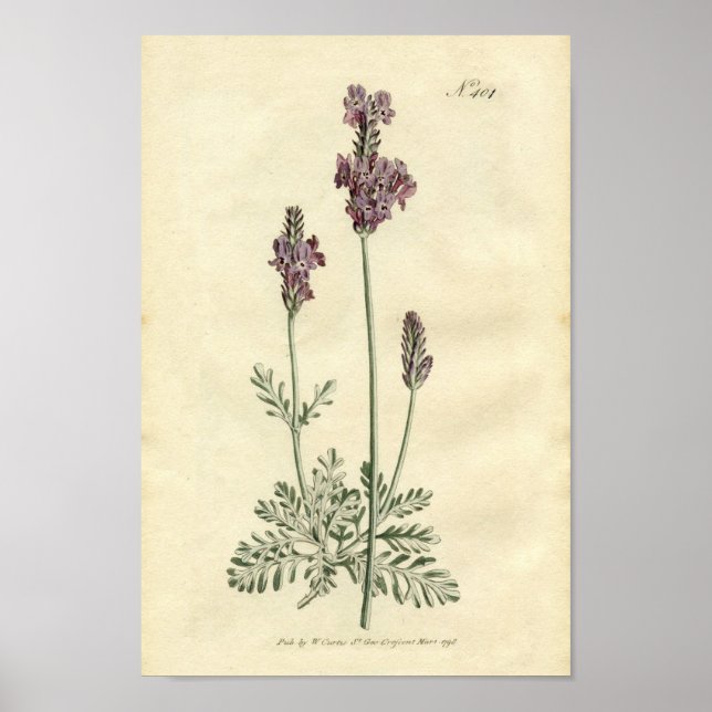 Botanical Print - Lavender (Front)