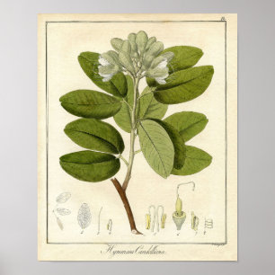 Botanical Print - Legume hymenaea candolliana