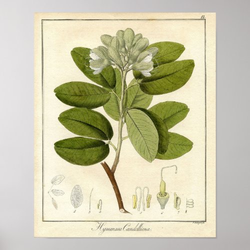 Botanical Print _ Legume hymenaea candolliana