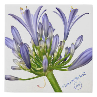 Botanical Print - Lily of the Nile